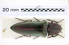 Foto (Dorsalansicht) von Campsosternus rosicolor (NHMW-ZOO-COL-0008254)